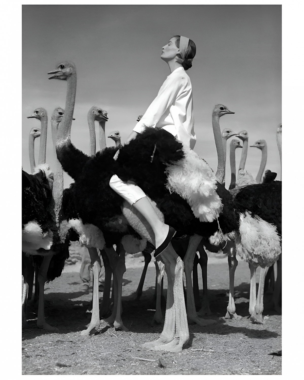 https://louvrehome.ru/wp-content/uploads/2024/05/Norman-Parkinson-WendaOstriches-full-canvas.jpg